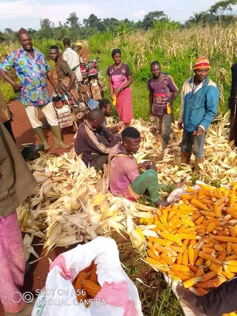 YC-I.D.-84-CAEPA-Family-family-harvesting-maize-1