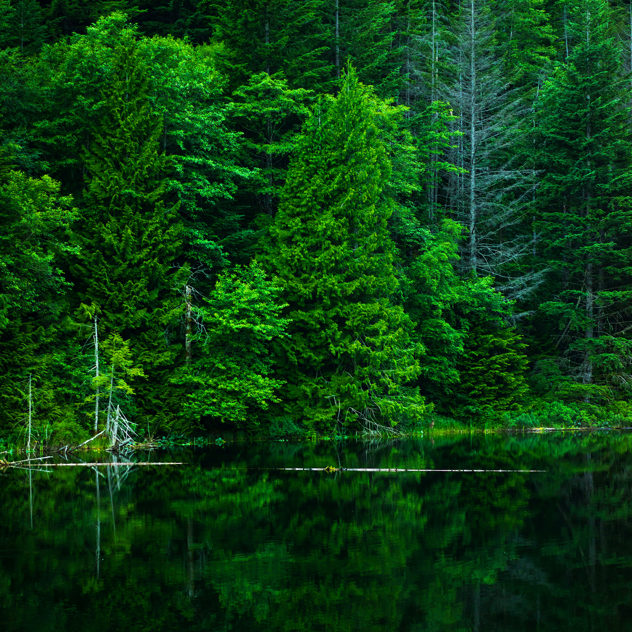 WAFA-Generation-Green