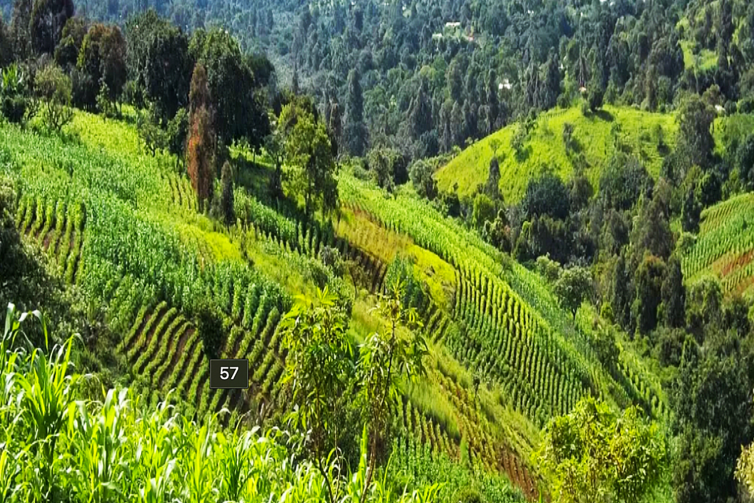 Community Agriculture and Environmental Protection Association, Cameroon YOUTH 2