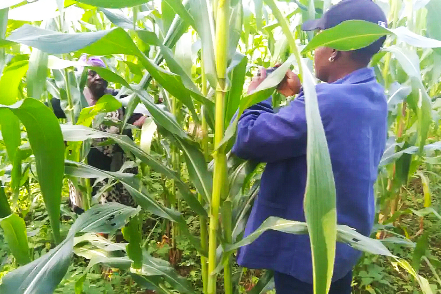 Community Agriculture and Environmental Protection Association, Cameroon YOUTH 3