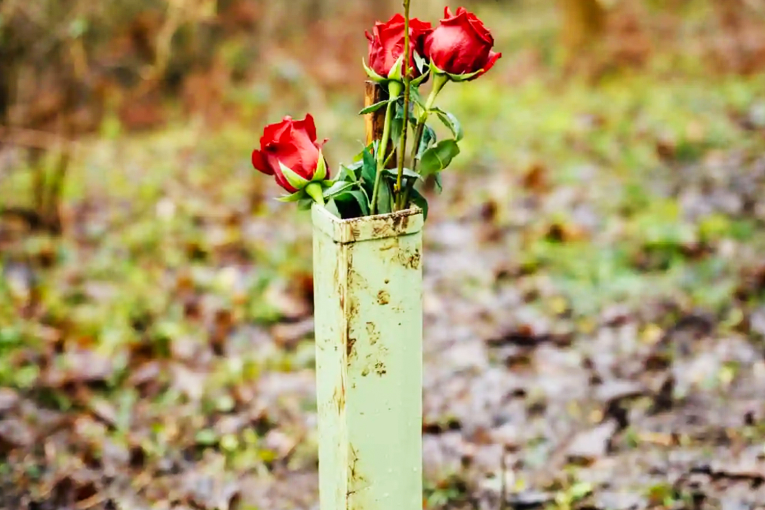 Forest of Memories, UK AIR 1