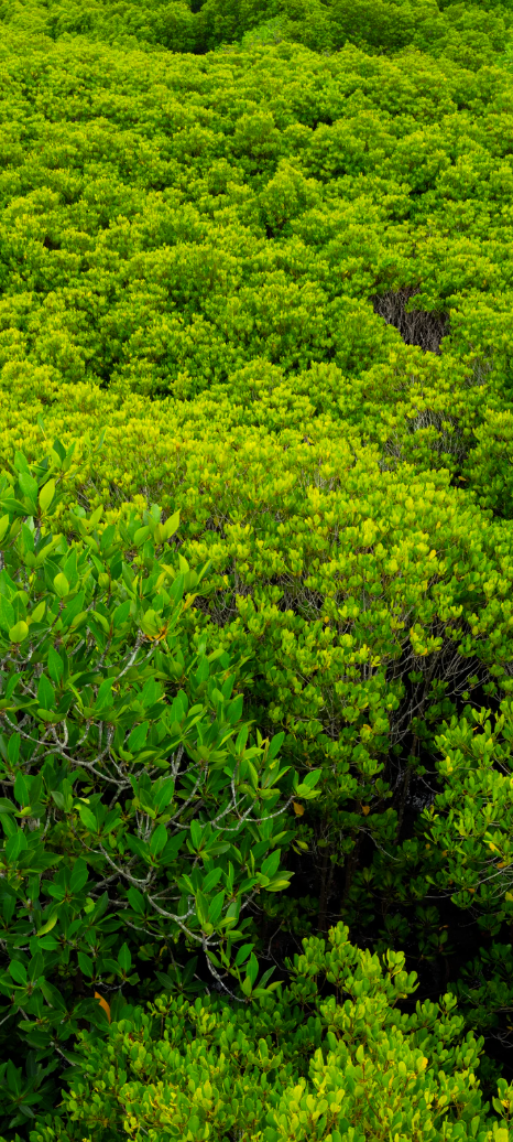 WAFA Voting Youth Climate